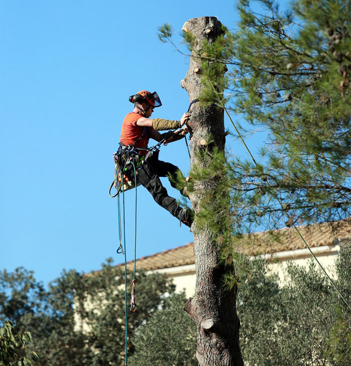 élagage arbre Cognac